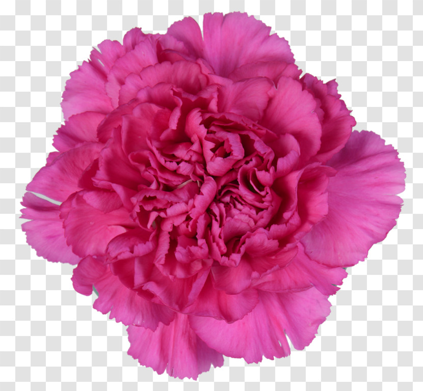 Pink Flower Petal Carnation Plant Transparent PNG