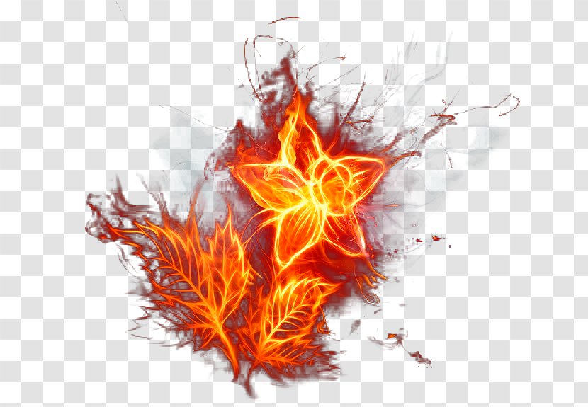 Flame Fire Light Flower - Hd Vision Transparent PNG
