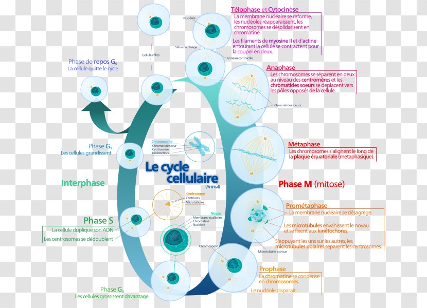 Cell Cycle Mitosis Division Interphase - Hawk-eye Transparent PNG