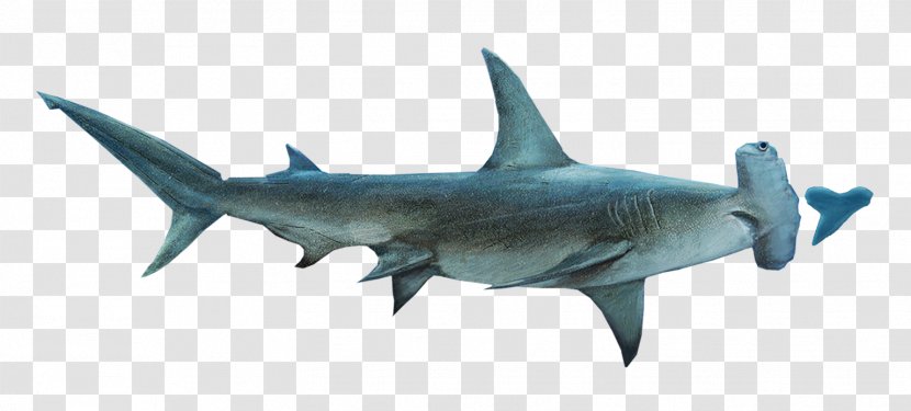 Hammerhead Shark Lamniformes Requiem Squaliformes Tiger - Sharks Transparent PNG