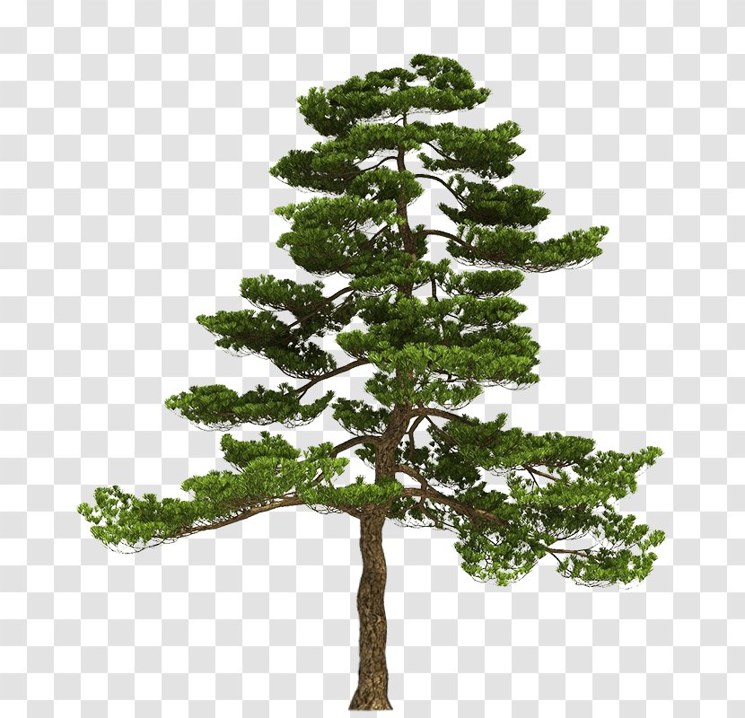 Tree Bonsai 3D Modeling Image Pinus Parviflora - Forest Transparent PNG
