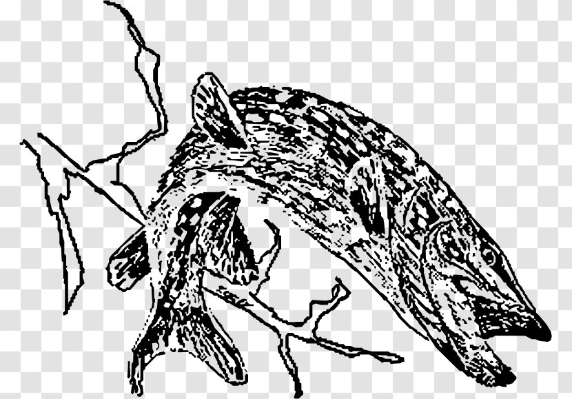 Northern Pike Drawing Line Art - Monochrome - Mythical Creature Transparent PNG