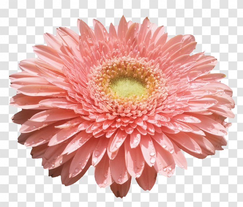Flower - Pink - Fondo Transparent PNG