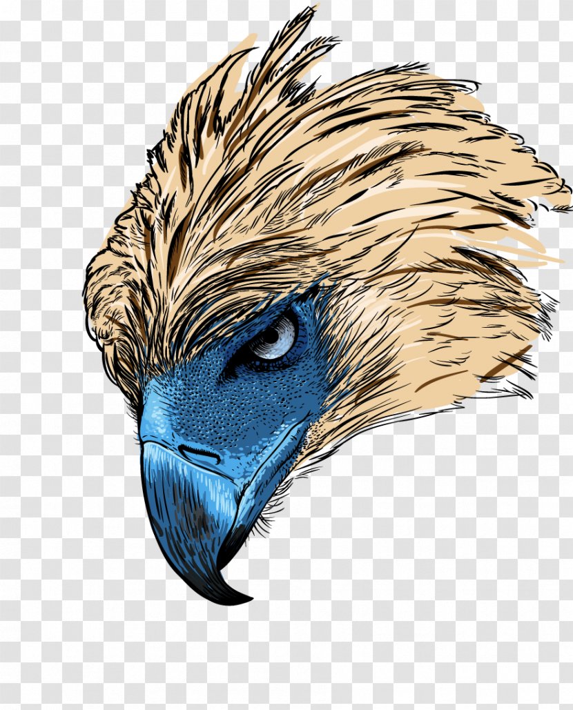 Philippines Philippine Eagle Bald Bird Of Prey - Eye - Cartoon Transparent PNG