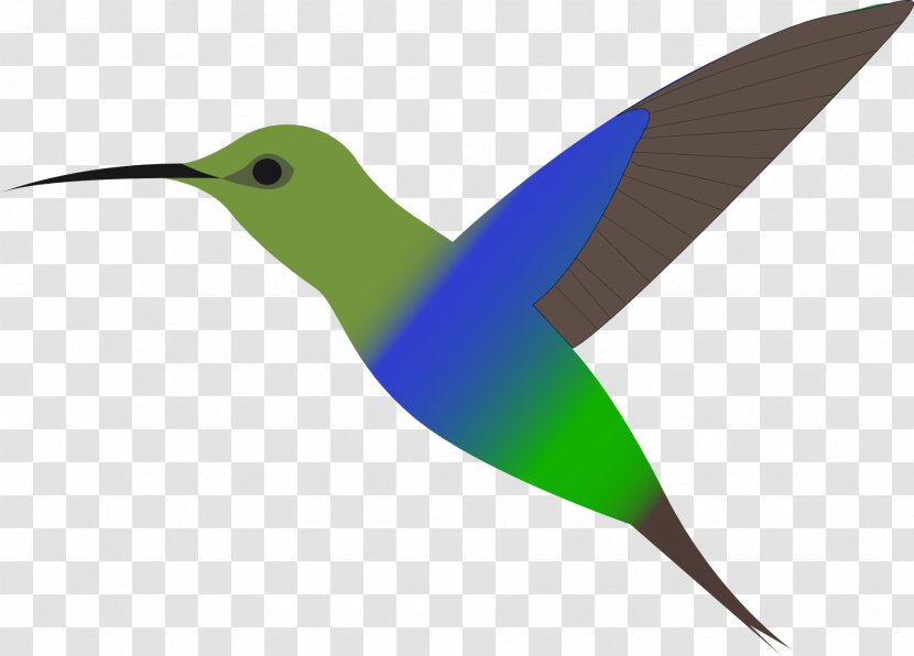 Hummingbird Clip Art - Drawing - Flying Bird Transparent PNG