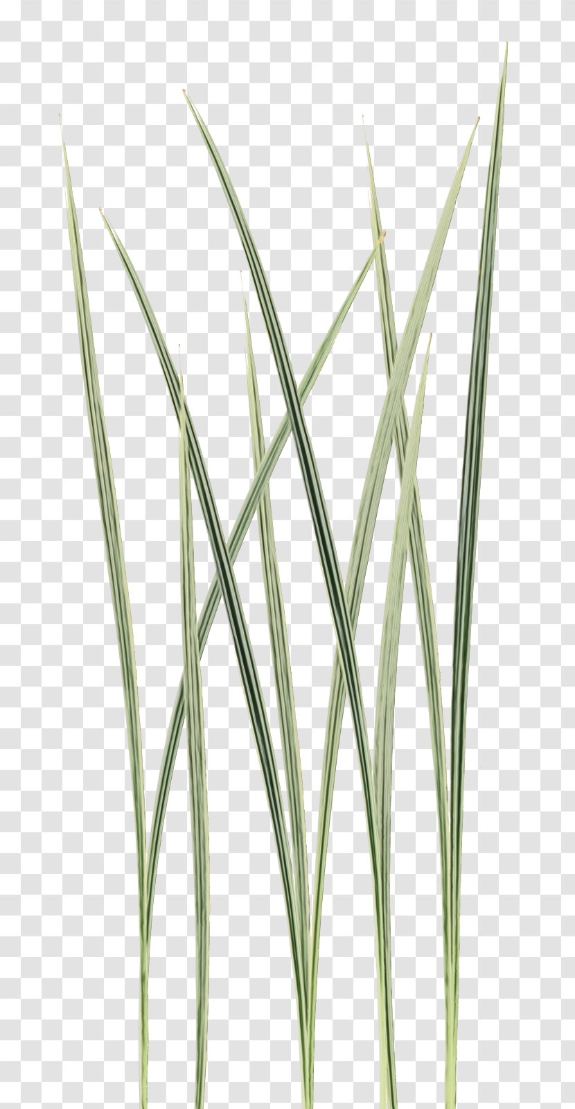 Grass Background - Chrysopogon - Sedge Family Lemongrass Transparent PNG