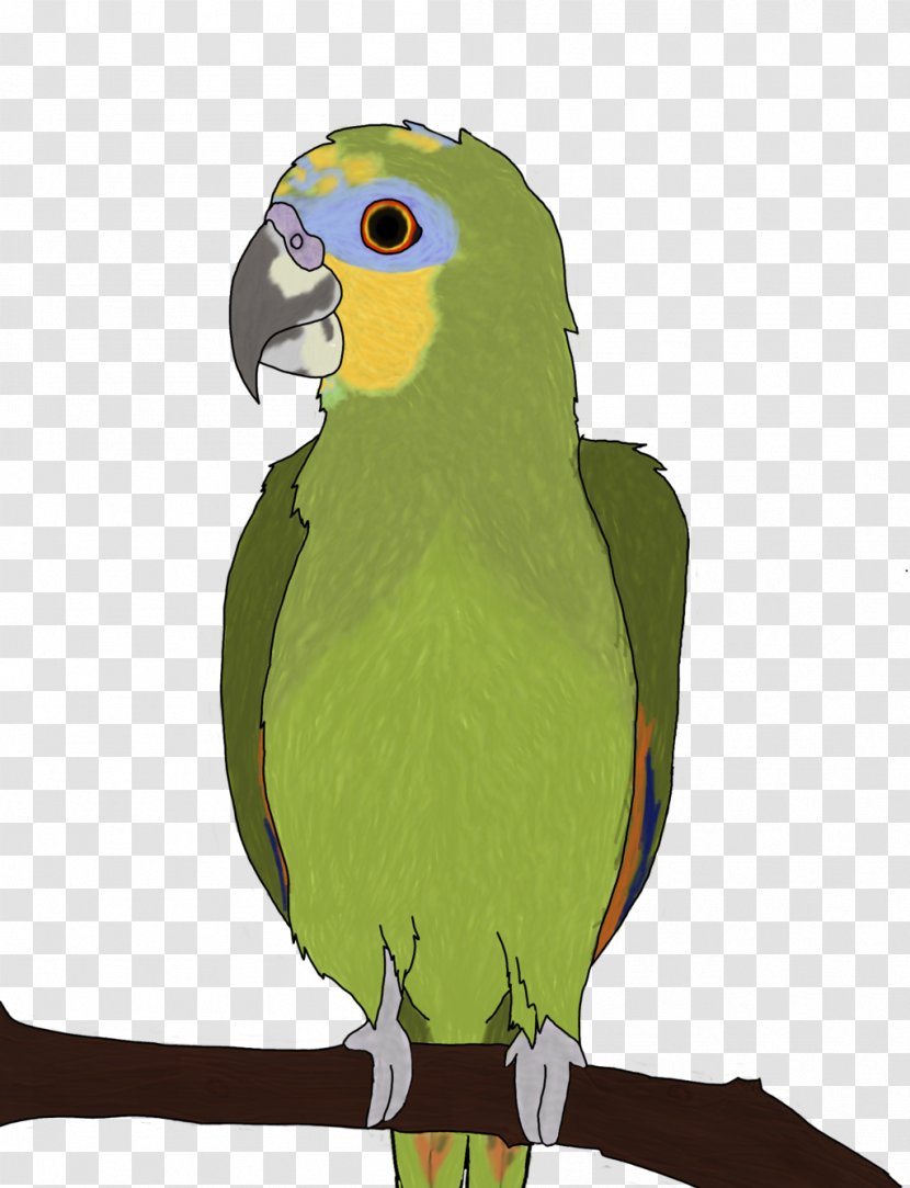 Parrot Lovebird Orange-winged Amazon Macaw Transparent PNG