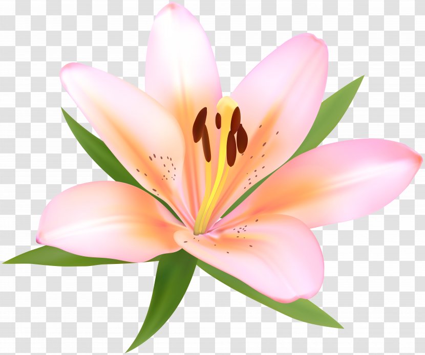 Lilium Lily Of The Incas Clip Art - Pink - Peony Transparent PNG