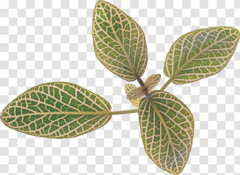 Leaf Bladnerv Plant Information - Video Transparent PNG