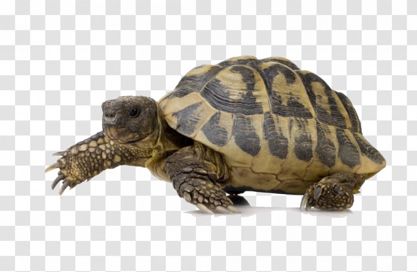 Turtle Reptile - Terrestrial Animal Transparent PNG