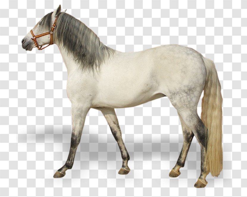 Mustang Pony Rein Stallion Andalusian Horse - Snout Transparent PNG