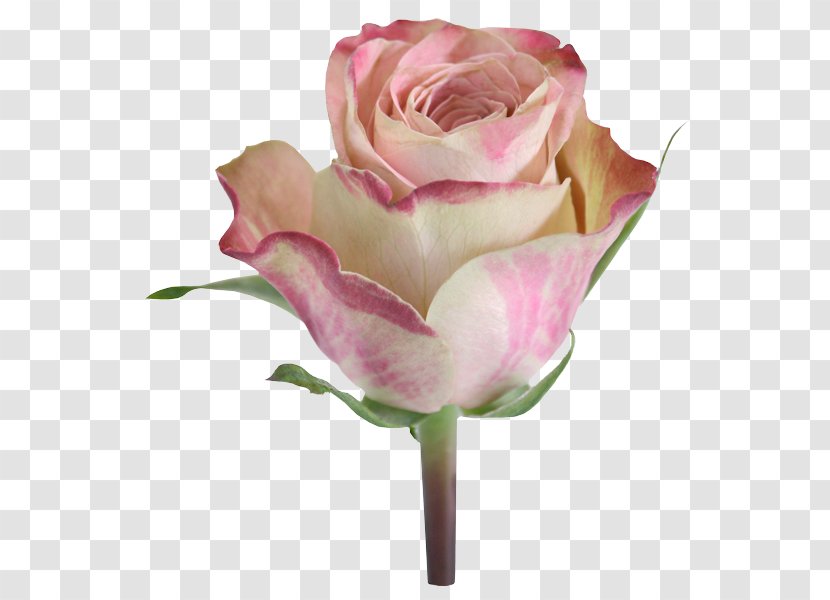 Garden Roses Cabbage Rose Floribunda Cut Flowers Floristry - Flowering Plant - Delicated Flower Transparent PNG