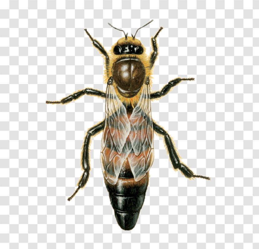 Western Honey Bee Queen Beehive Drone - Arthropod - And Worker Transparent PNG