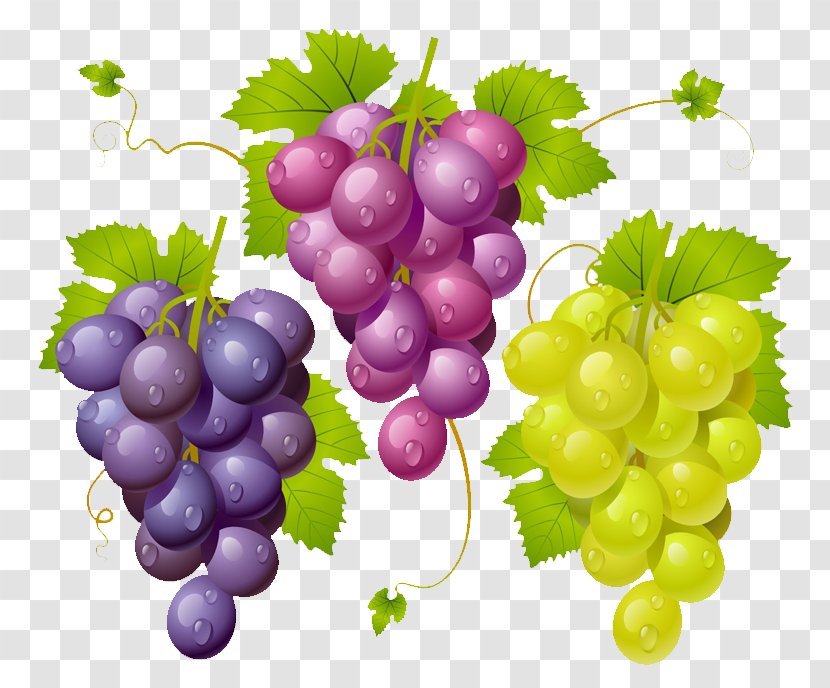 Common Grape Vine Wine Vector Graphics Transparent PNG