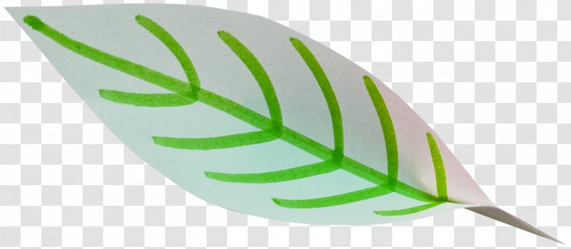 Leaf - Plant - Green Transparent PNG