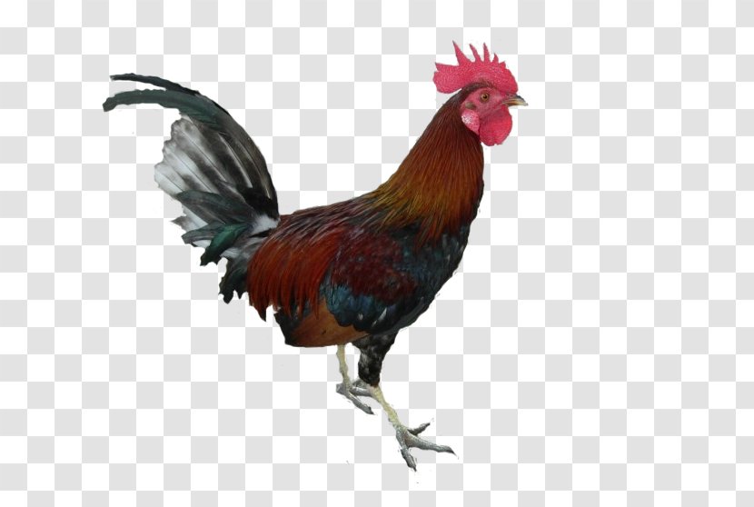 Rooster Chicken - Livestock - Cock Transparent PNG