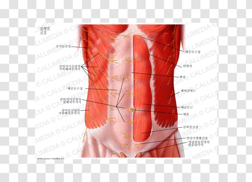 Abdominal Wall External Oblique Muscle Subcostal Nerve Abdomen Internal - Heart - Tree Transparent PNG