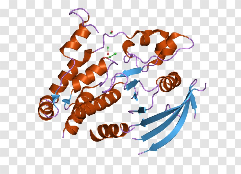 PTPRJ Protein Tyrosine Phosphatase Receptor Cdc25 - Cartoon - Heart Transparent PNG
