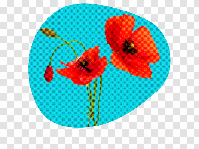 Flower Red Turquoise Poppy Petal Transparent PNG