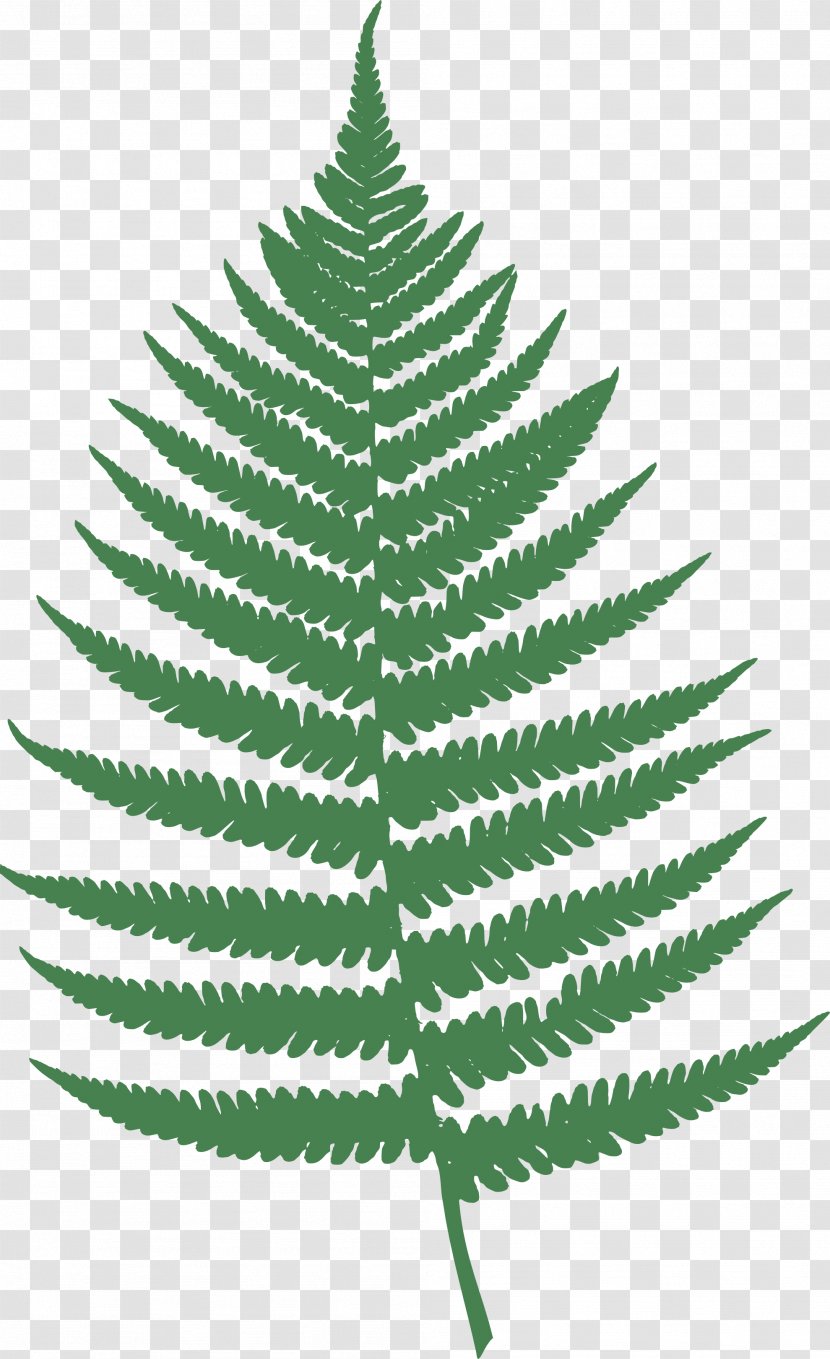 Fern Leaf Burknar Clip Art - Symmetry - Ferns In Transparent PNG