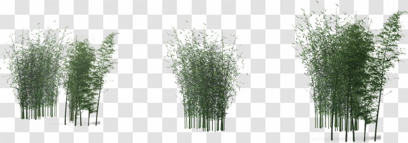 Bamboo Green Clip Art - Tree Transparent PNG