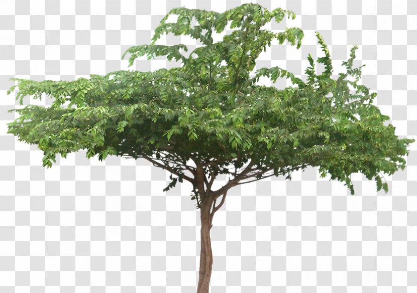 Muntingia Calabura Tree Arecaceae Plant - Houseplant - Tropical Transparent PNG