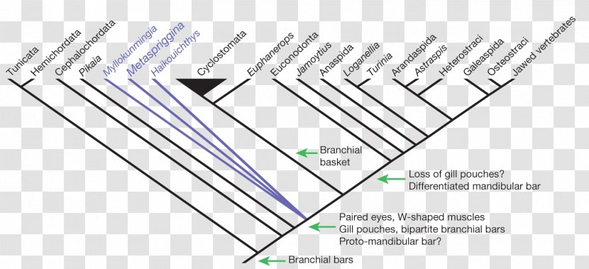 Cladogram Cladistics Basal Haikouichthys Metaspriggina - Tree - Fish Transparent PNG