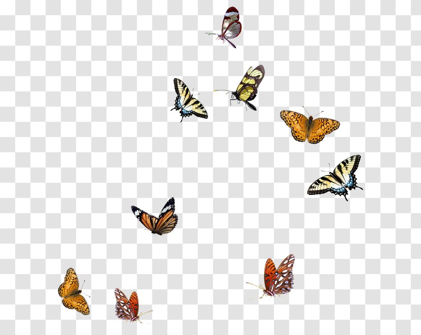 Butterfly Clip Art - Moths And Butterflies - Border Transparent PNG