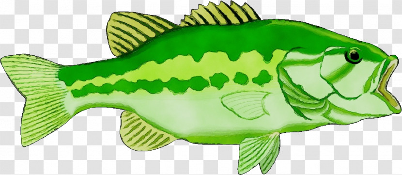 Largemouth Bass Perch Green Fish Animal Figurine Transparent PNG