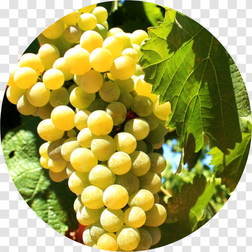 Sultana Alicante Bouschet Varietal France Grape - Malvasia - Types Of Wine Grapes Transparent PNG