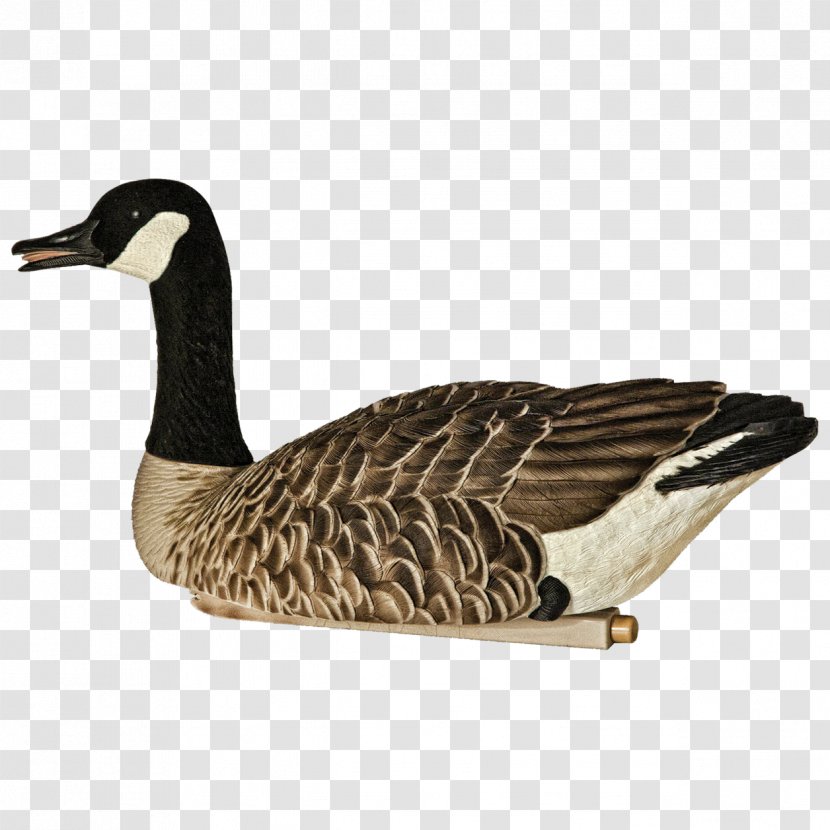 Canada Goose Mallard Decoy - Feather Transparent PNG