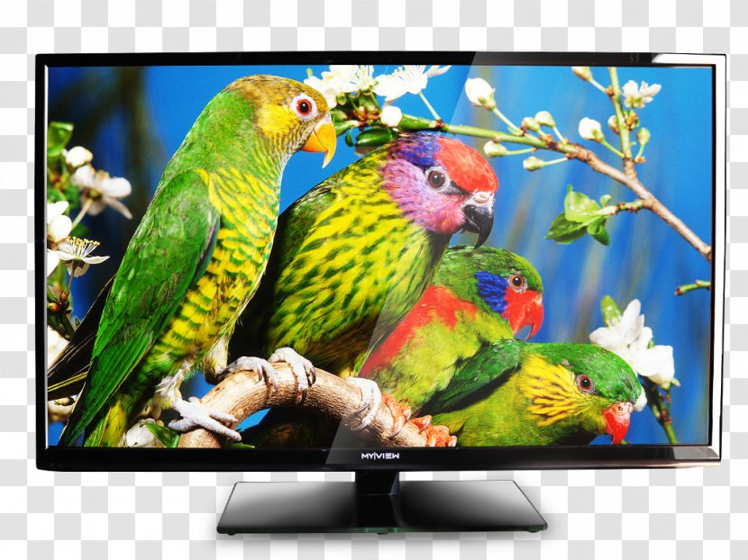 Bird Parrot Owl Wild Animals Jigsaw Television - Macaw - Watching Tv Transparent PNG