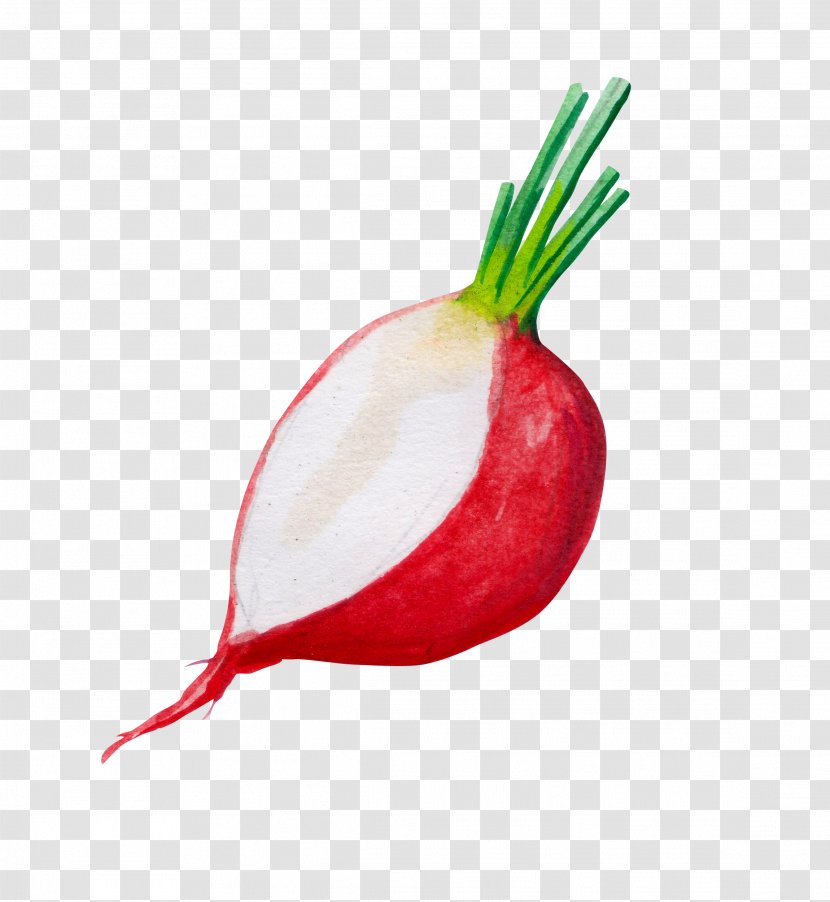 Red Onion Ingredient - Yellow - Hand Painted Onions Transparent PNG