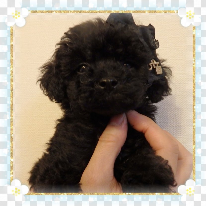 Miniature Poodle Barbet Cockapoo Toy Schnoodle - Dog Like Mammal - Puppy Transparent PNG