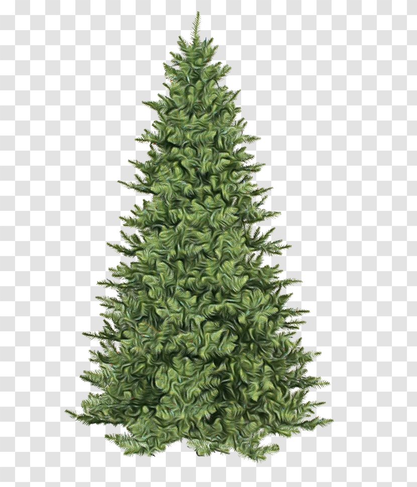 Christmas Tree - Canadian Fir Transparent PNG