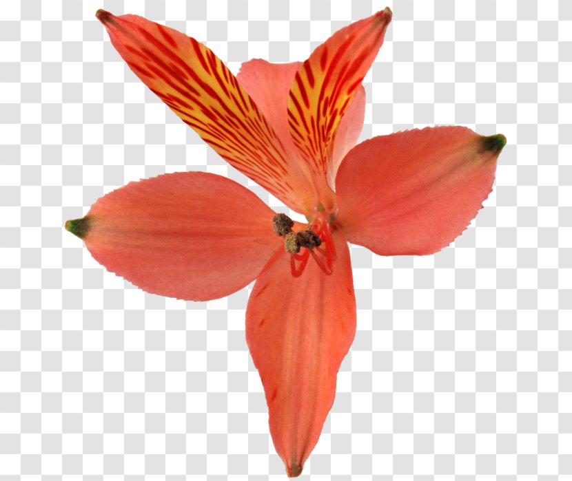 Zhiguli Mountains Orchids Lily Of The Incas Cut Flowers - Flower Buds Transparent PNG