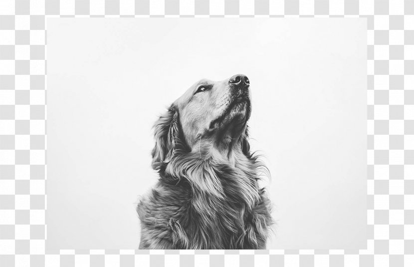 Golden Retriever Puppy Dog Breed Spaniel Sketch - Monochrome Photography Transparent PNG