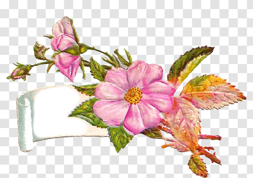 Flower Pink Plant Petal Prickly Rose - Rosa Dumalis Cut Flowers Transparent PNG