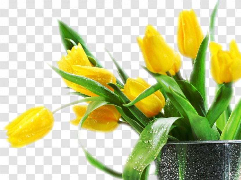 Tulip Flower Bouquet Desktop Wallpaper Yellow - Floristry Transparent PNG