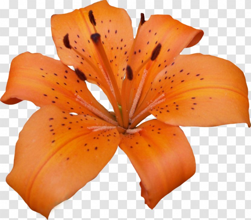 Clip Art - Benzersiz - Lily Pic Transparent PNG