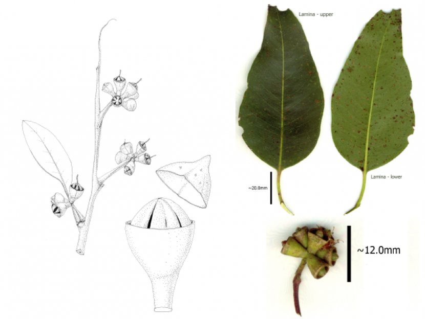 Eucalyptus Grandis Myrtaceae Insect Plant Bushfires In Australia - Flowering Transparent PNG