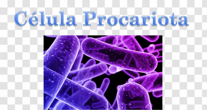 Microorganism Bacteria Monera Kingdom - Virus - Violet Transparent PNG