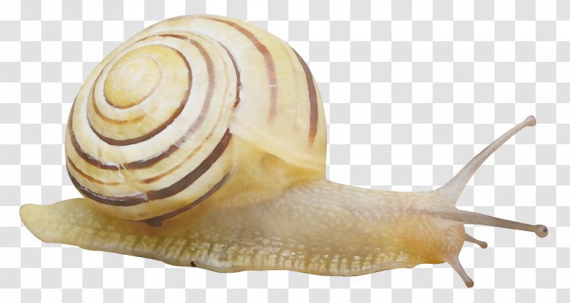 Snails And Slugs Snail Lymnaeidae Sea Shell - Bivalve Conch Transparent PNG
