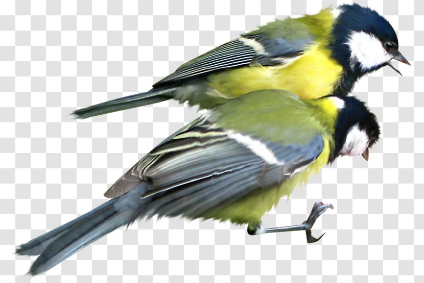 Bird Great Tit Mésange Clip Art - Facts Transparent PNG