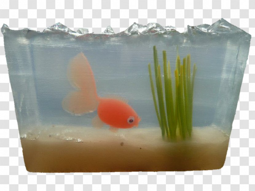 Goldfish Feeder Fish Open-mid Central Rounded Vowel Plastic - Discover Card - One Two Transparent PNG