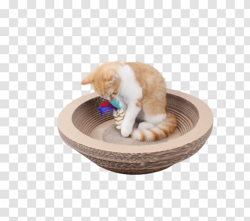 Kitten Cat Tree Whiskers - Bowl Transparent PNG