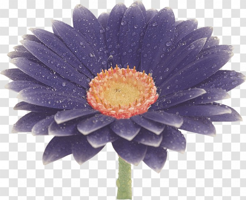 Flower Transvaal Daisy Blue Clip Art - Color - Gerbera Transparent PNG