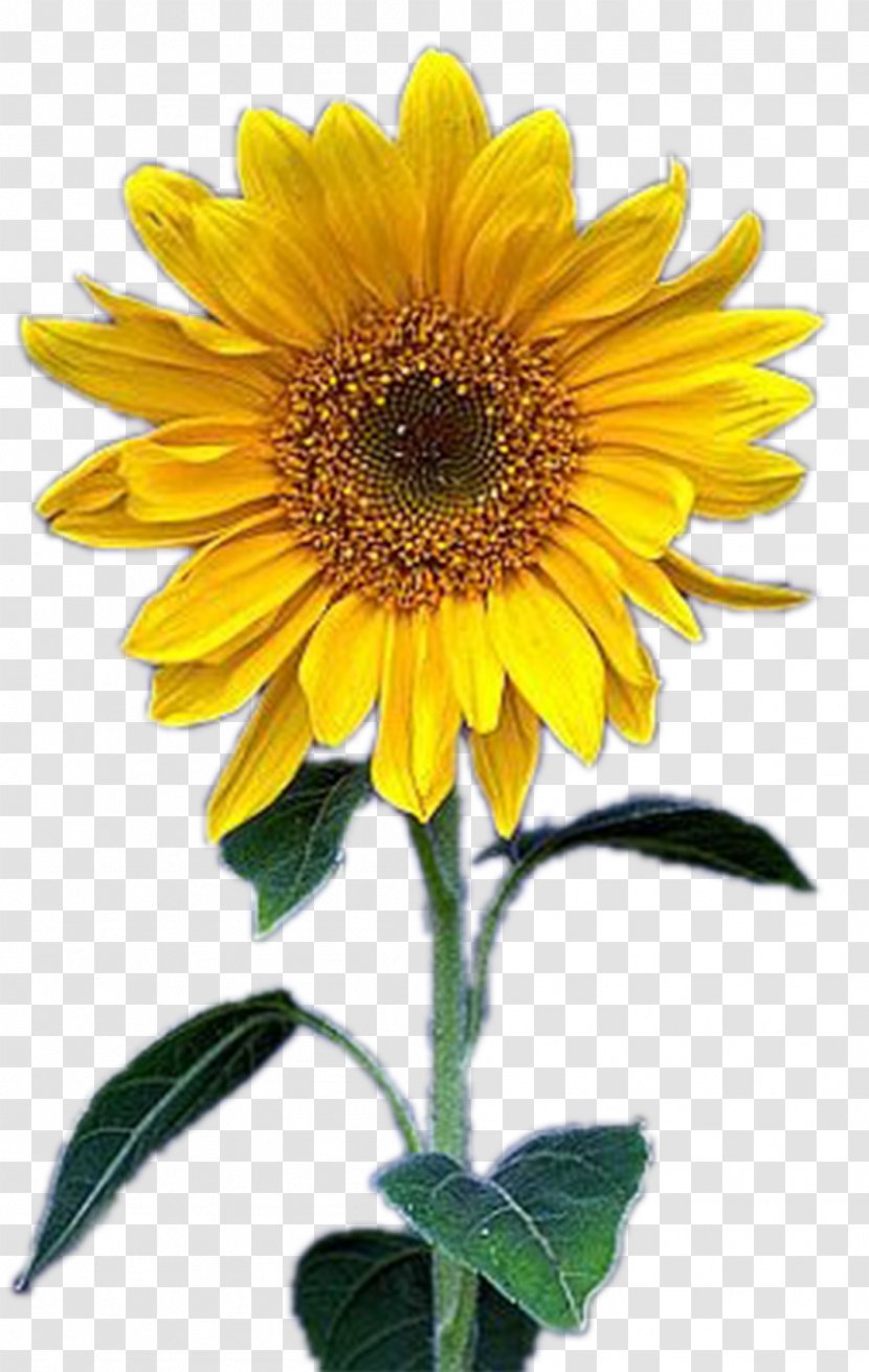 Common Sunflower Yellow - Gratis Transparent PNG