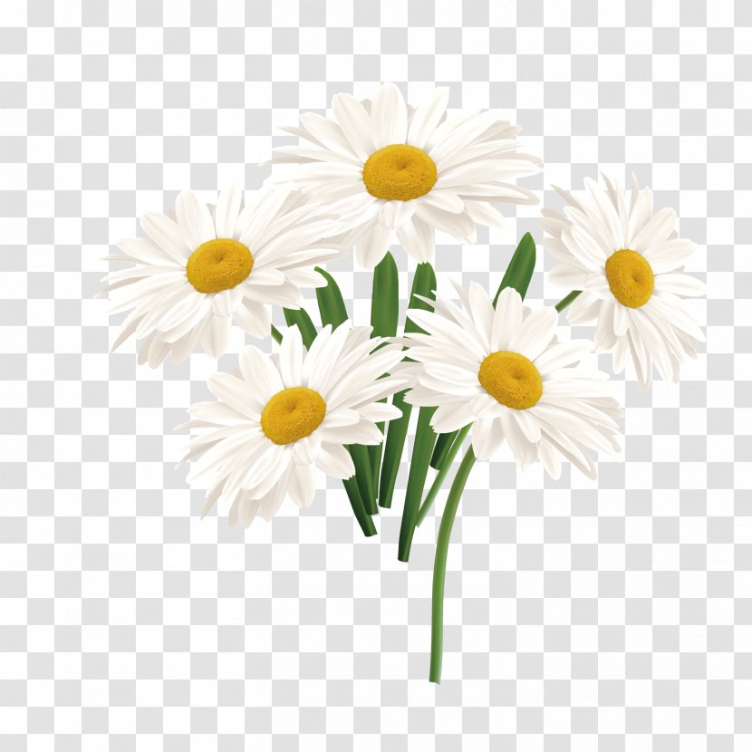 Flower Common Daisy - Chamaemelum Nobile - Vector White Sun Transparent PNG