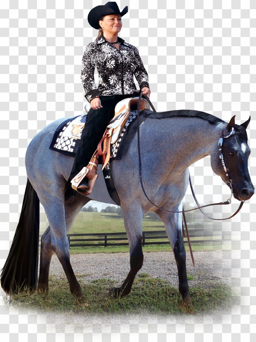 American Quarter Horse Stallion Western Pleasure Equestrian Riding - Show - Cowgirl Transparent PNG